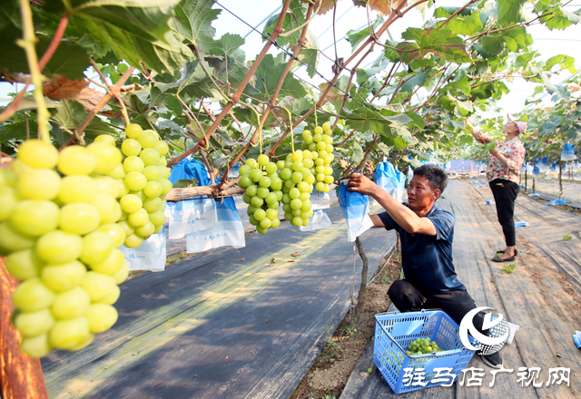 驻马店经济开发区关王庙乡：“阳光玫瑰”飘香 甜蜜产业结出“致富果”