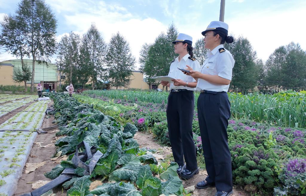 从青藏高原到大湾区：冷凉蔬菜带动高原乡村振兴