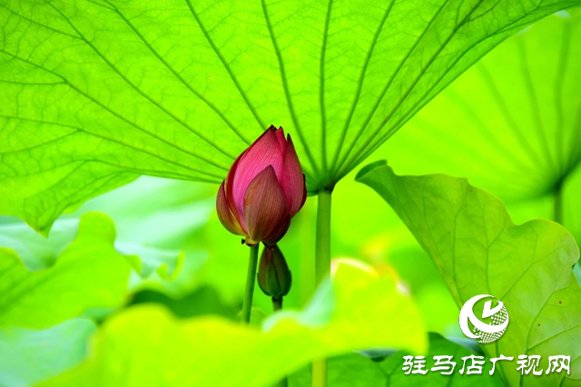 泌阳县汉风公园：雨荷美景引人醉