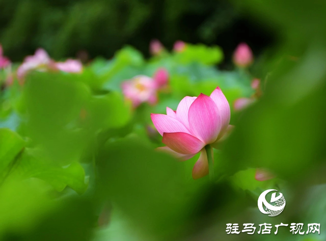 泌阳县汉风公园：雨荷美景引人醉