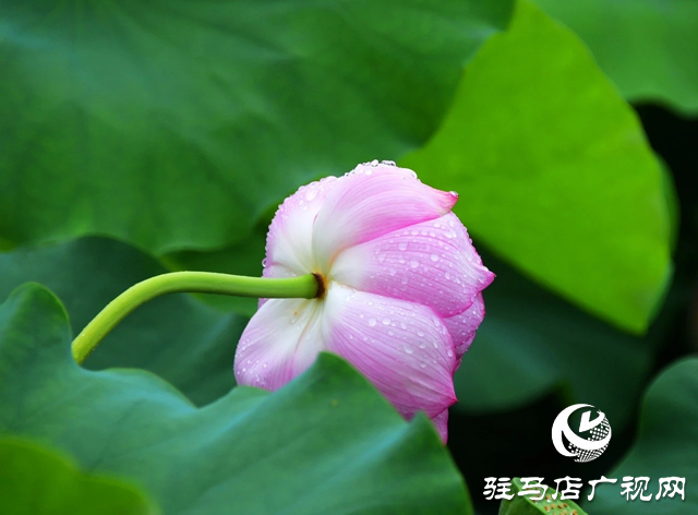 泌阳县汉风公园：雨荷美景引人醉