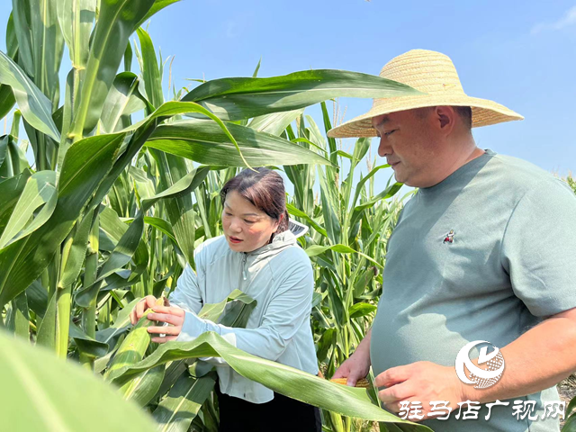 驻马店：抓好田间管理 确保秋粮丰收