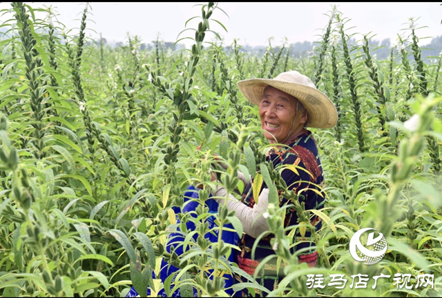 平舆县：芝麻叶采摘季 村民家门口当“上班族”