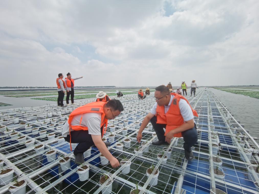 中国成功在大型煤田沉陷区上种植水稻