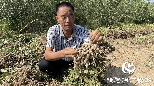 驿城区顺河街道：“罗汉果”花生喜获丰收