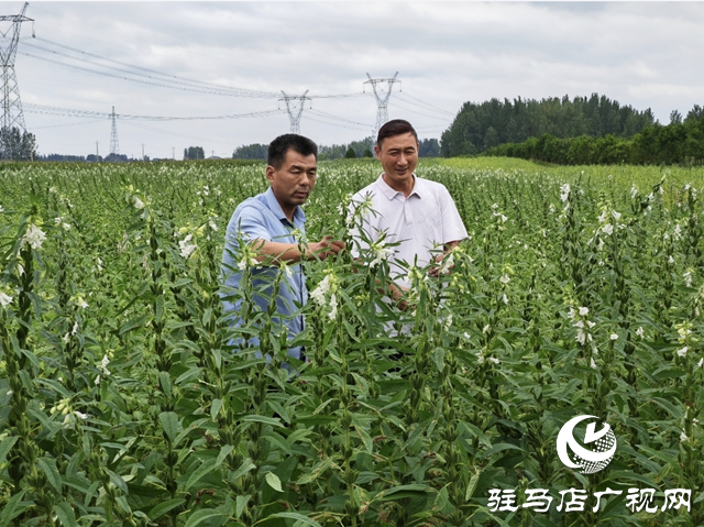 “芥菜王”马仁伟：匠心打造地域名片 擦亮乡村振兴的底色