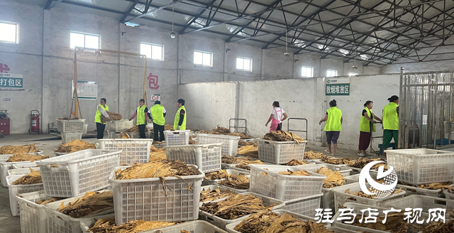 泌阳县郭集烟站今日开磅收购