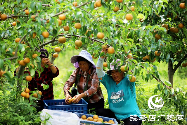 驿城区水屯镇：小小“黄金梨” 致富“金疙瘩”