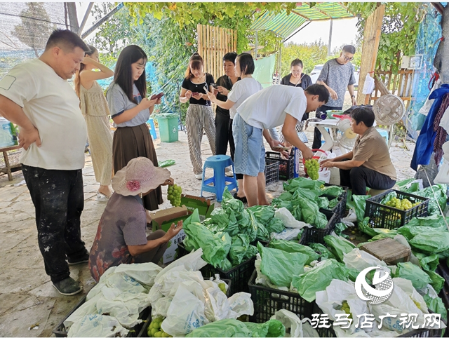 平舆县东皇街道大王寨社区：电商引流 葡萄热卖