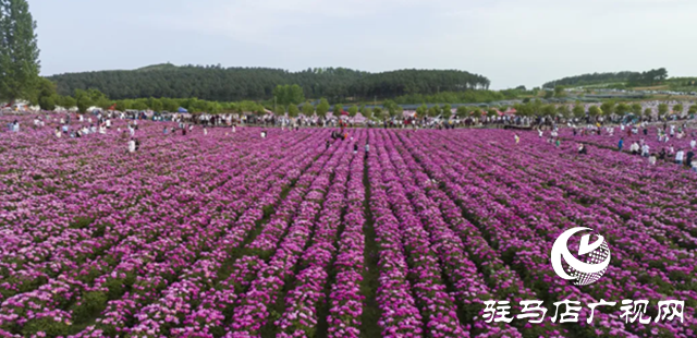 确山县：叫响特色农产品牌