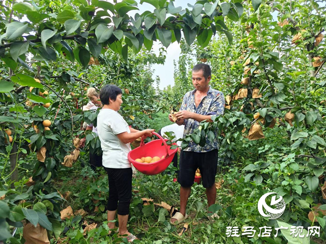 上蔡县干坑村：梨果产业铺就乡村振兴“甜蜜路”