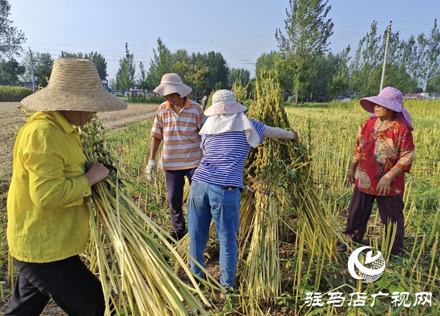 平舆县：白芝麻喜获丰收