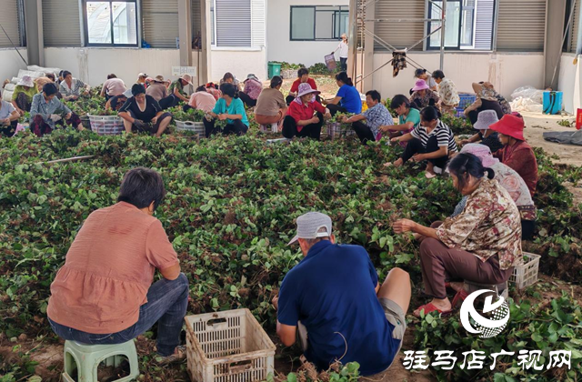 确山县刘店镇：大棚草莓栽种忙