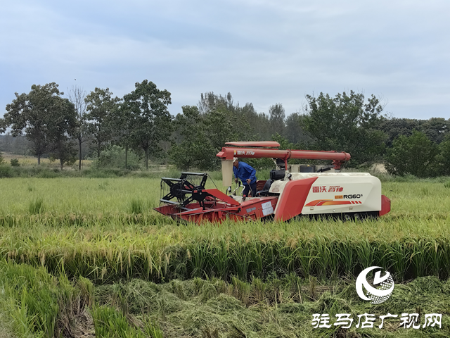 泌阳县盘古乡：稻田飘香“丰”景好