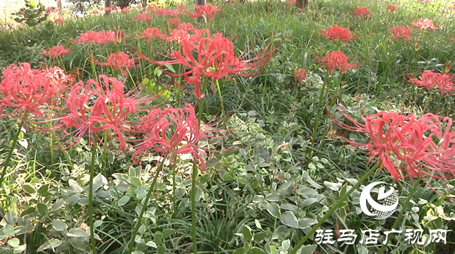 富强公园彼岸花盛开 早秋美景醉游人