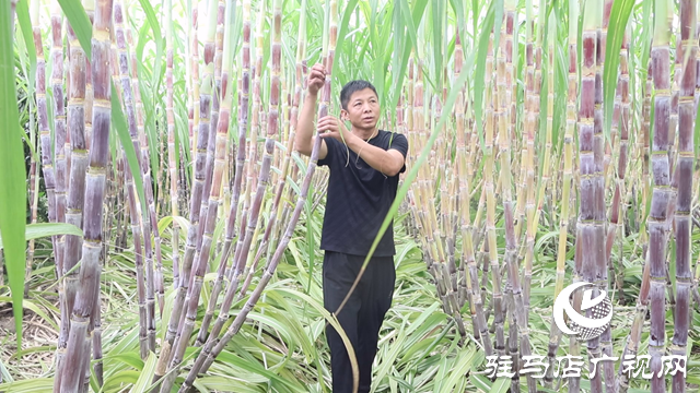 正阳县彭桥乡大刘村：甘蔗种出甜日子