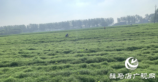 汝南县和孝镇：中药材种出好“钱”景