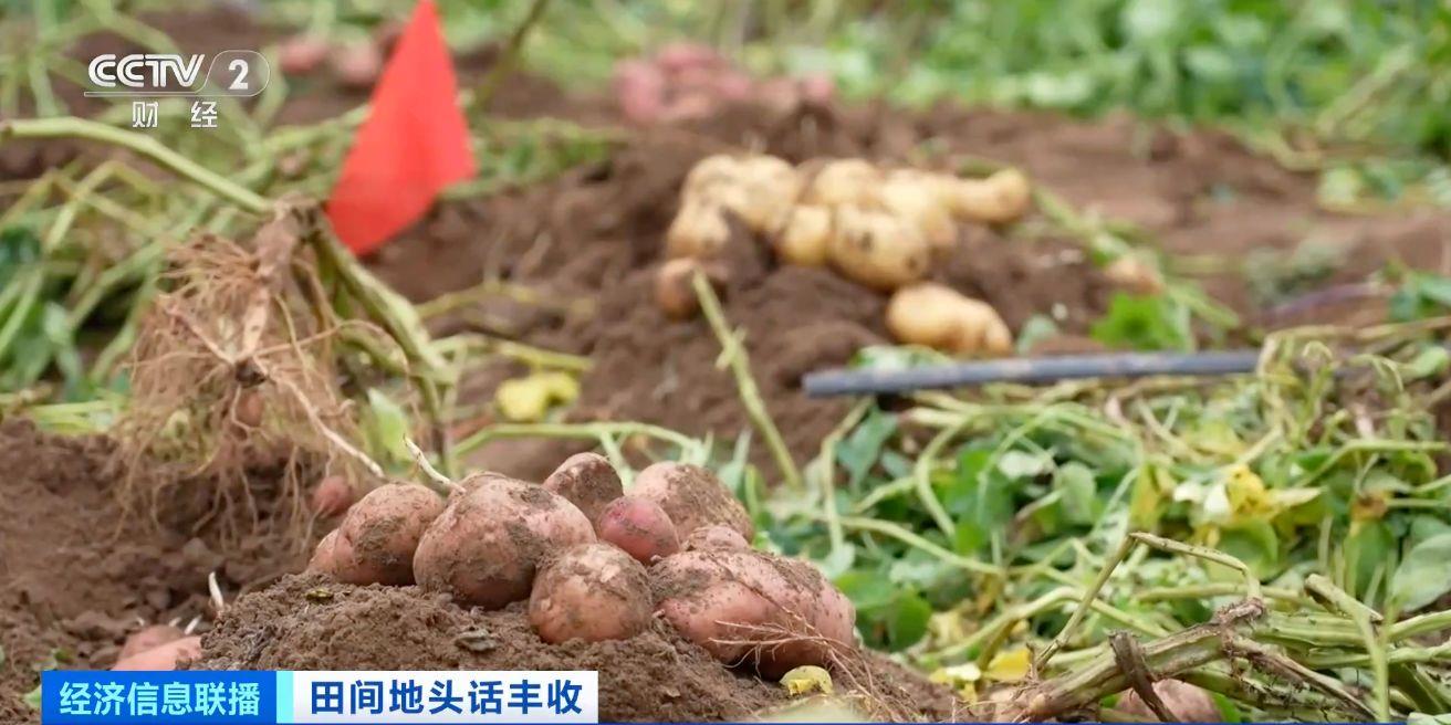 航空育种土豆即将收获 探访最新生长情况→