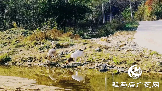 泌阳县十八道河畔秋色醉人