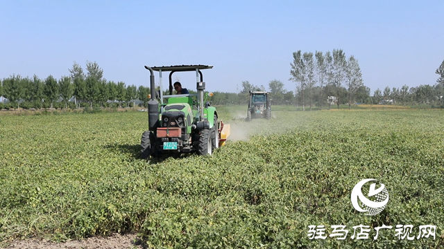 正阳县：160万亩花生陆续收获