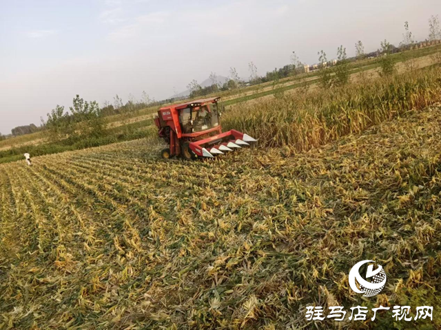 驻马店秋作物陆续收获 近期多晴好天气利于晾晒