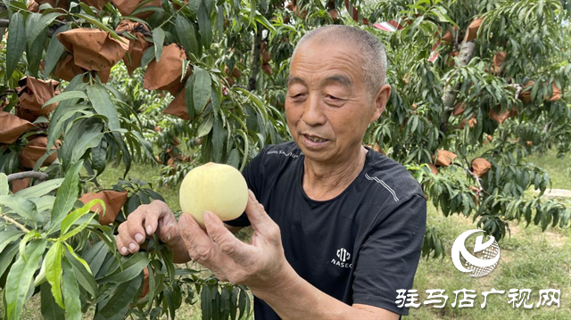 遂平：冬桃映出丰收好光景