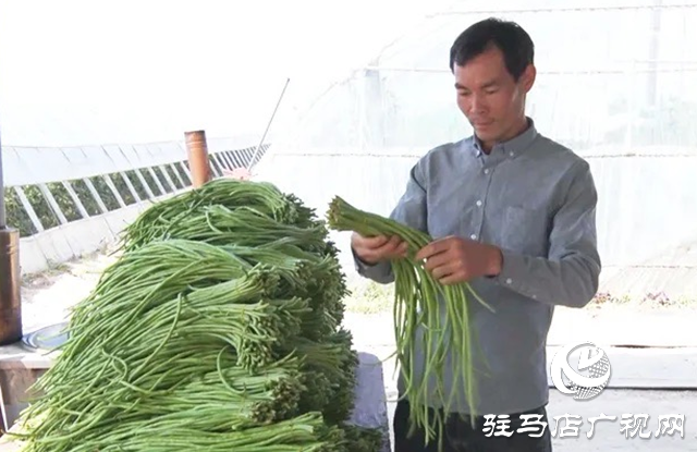 遂平县车站街道：大棚满园绿 铺就致富路