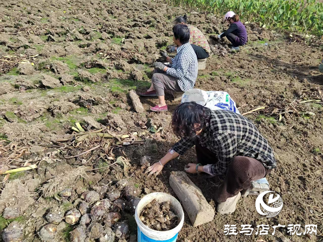 泌阳县春水镇数百亩水芋迎来丰收