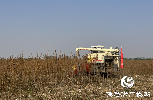 驻马店：良种良法有机融合 芝麻机收喜获成功