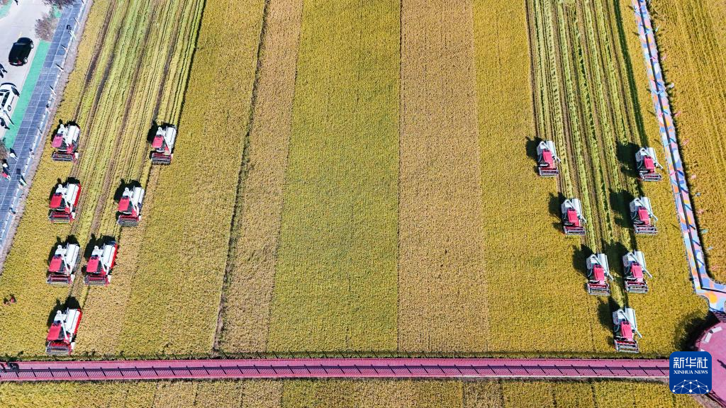 当好国家粮食稳产保供“压舱石”——“大粮仓”黑龙江秋收图景扫描