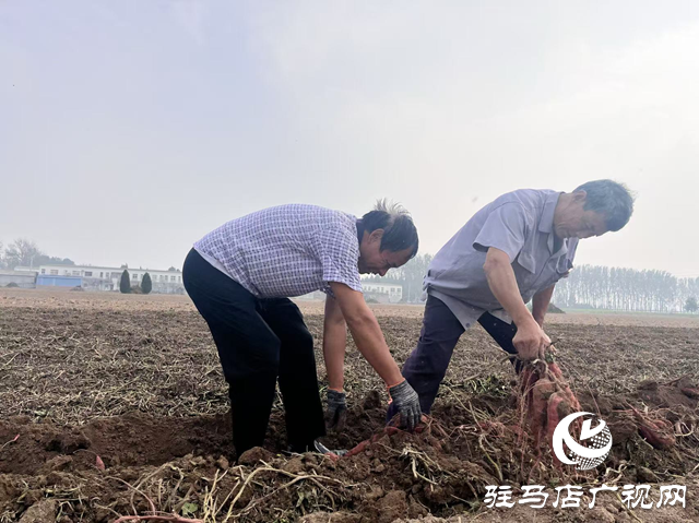 平舆县庙湾镇：蜜薯喜获丰收 产业助力乡村振兴