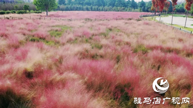 泌阳汉风公园，秋日里的粉色梦境