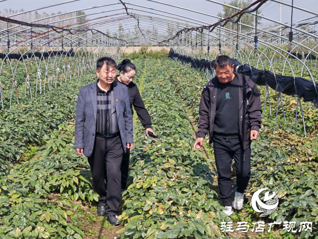 平舆县万金店镇土店村：中药材淫羊藿种植助力乡村振兴