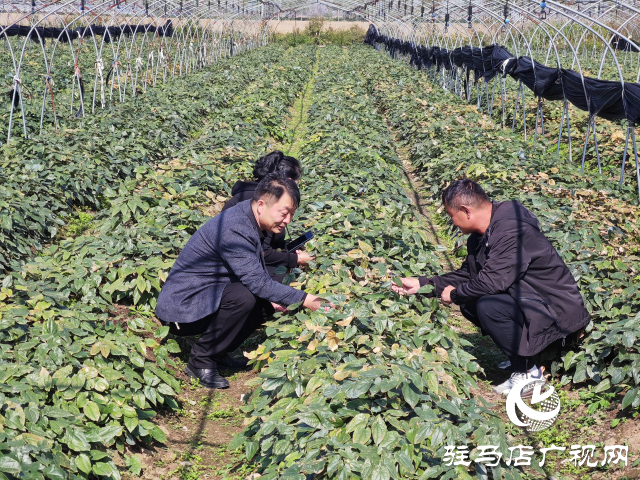 平舆县万金店镇土店村：中药材淫羊藿种植助力乡村振兴