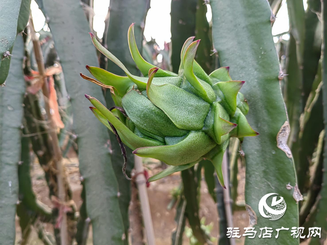 遂平县嵖岈山镇：特色种植种出红红火火的幸福生活