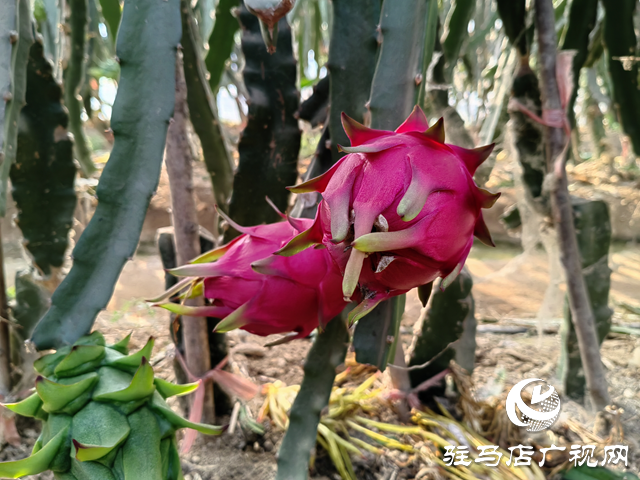 遂平县嵖岈山镇：特色种植种出红红火火的幸福生活