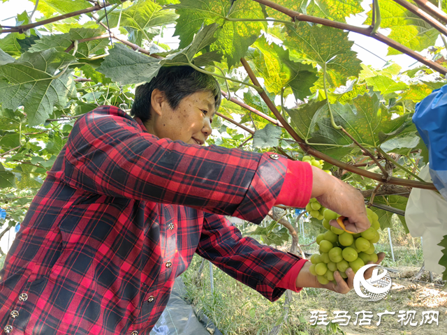 驿城区诸市镇魏庄：“阳光玫瑰”照亮致富路