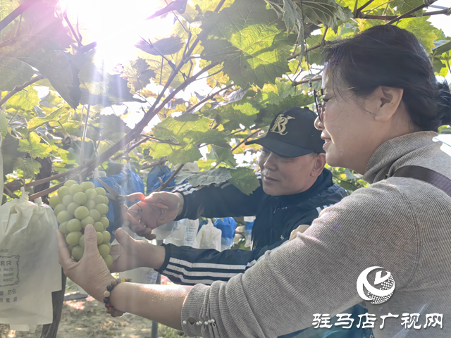 驿城区诸市镇魏庄：“阳光玫瑰”照亮致富路