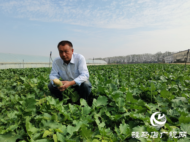 遂平县褚堂社区：绿色蔬菜基地保障市场供应