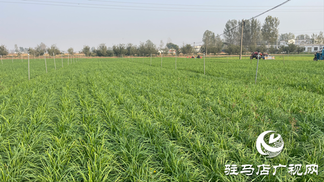 遂平县石寨铺镇柳庄村：韭菜种出致富好“钱”景