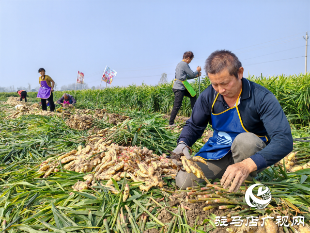 平舆县高杨店镇刘寨村委：特色生姜种植喜获丰收 村民致富“姜”来可期