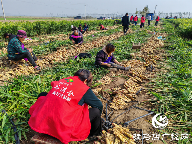 平舆县高杨店镇刘寨村委：特色生姜种植喜获丰收 村民致富“姜”来可期