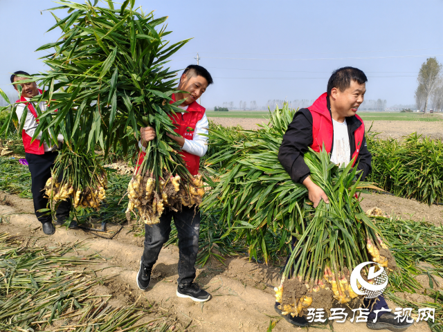 平舆县高杨店镇刘寨村委：特色生姜种植喜获丰收 村民致富“姜”来可期