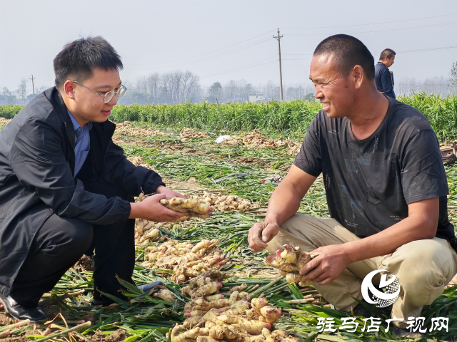 平舆县高杨店镇刘寨村委：特色生姜种植喜获丰收 村民致富“姜”来可期