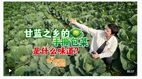 时政Vlog丨甘蓝之乡的手撕包菜是什么味道？