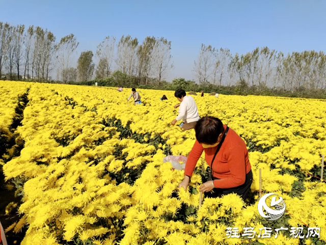 上蔡县：金丝皇菊绽放“美丽”经济