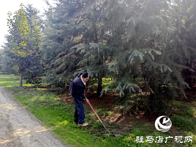 上蔡县蔡沟镇中陈村：发展苗木种植业 带领群众增收