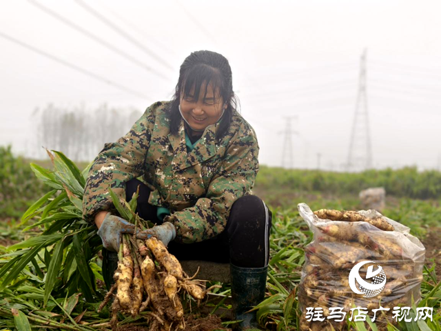 驿城区水屯镇：生姜喜获丰收