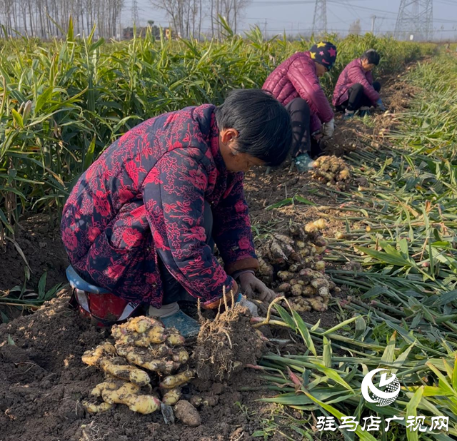 驿城区水屯镇：生姜产业促增收