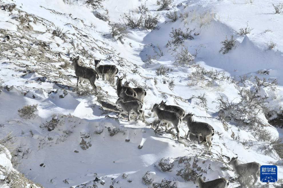 寒潮来袭 多地出现降雪